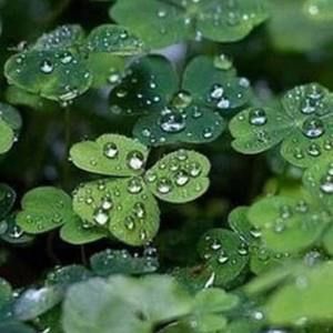 Meet your Posher, Tracey